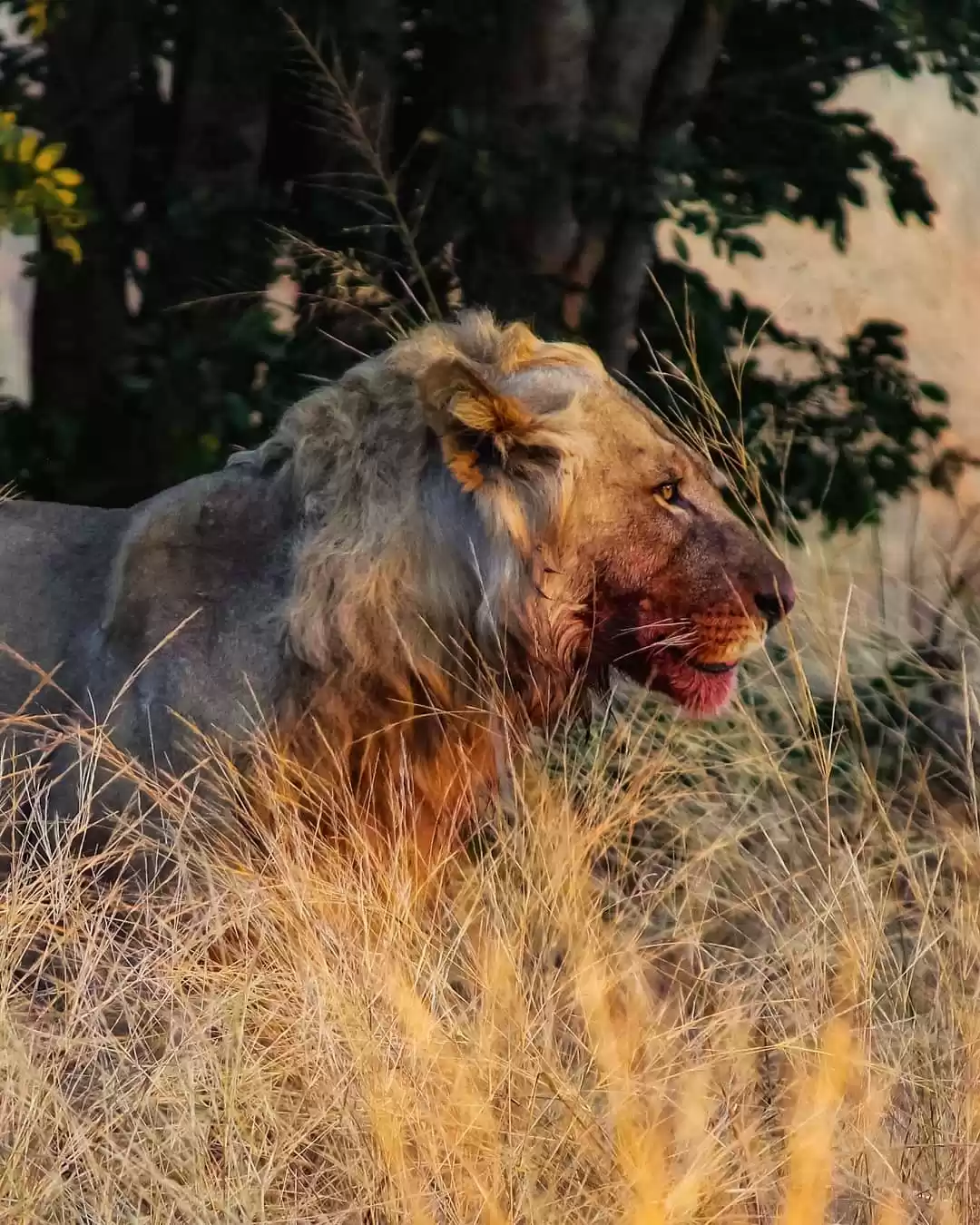 Photo of Wildlife Of Botswana