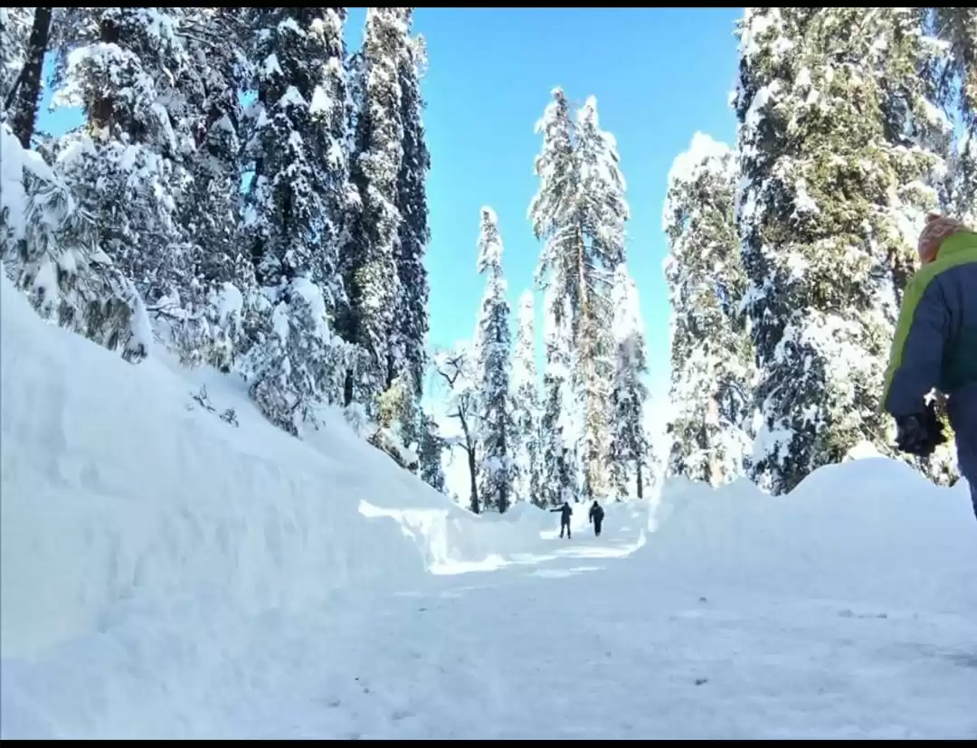 Photo of Trip to Shimla - Fir