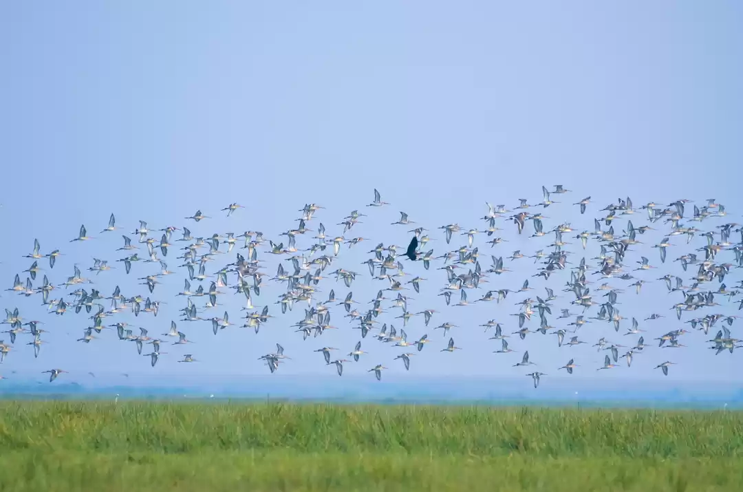 Photo of Go Birding to Mangal