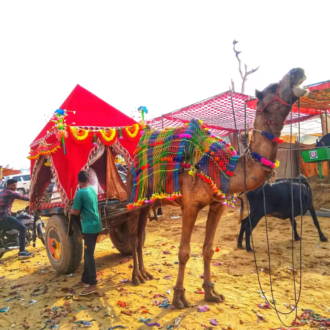 Photo of Camel Cart