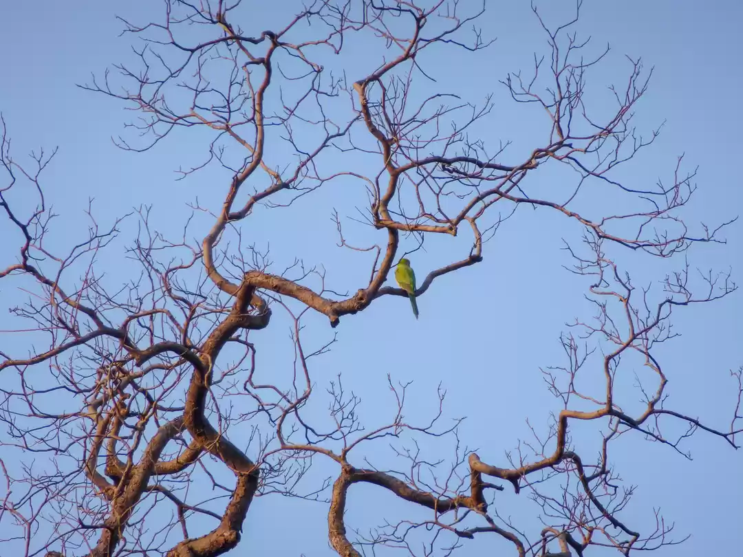 Photo of Pench: A Peek Into t