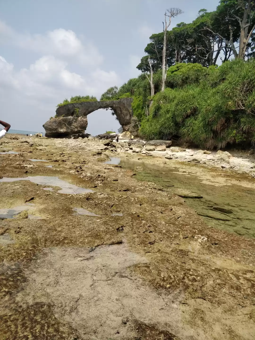 Photo of Live corals and sea 