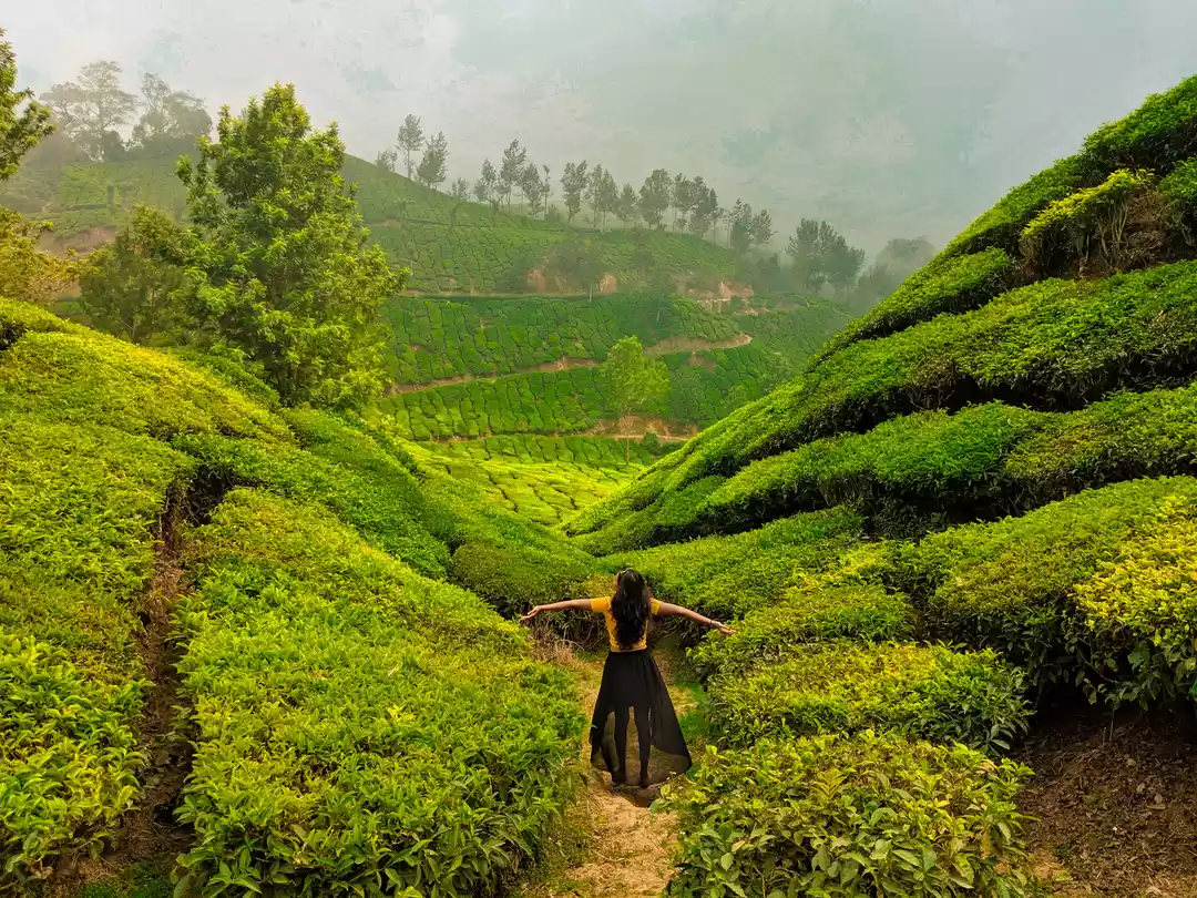 Photo of Munnar- Kashmir of S