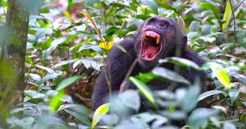 Photo of Chimpanzee Trekking 