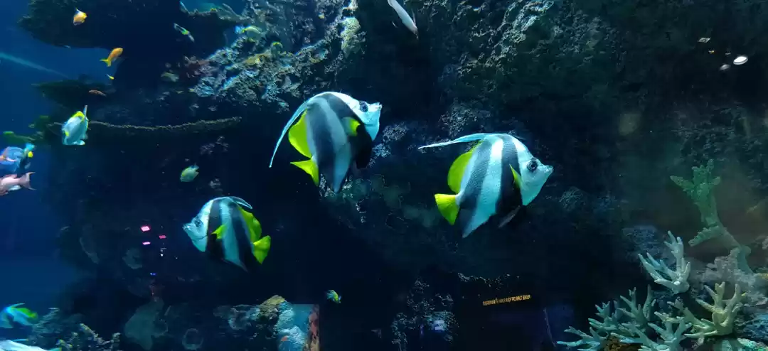 Photo of SEA AQUARIUM, SINGAP