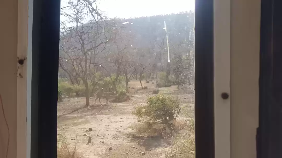 Photo of Sariska National par