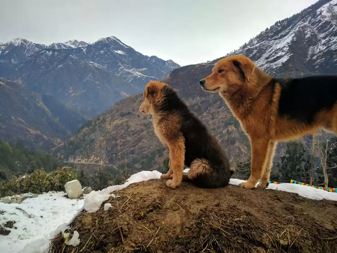 Photo of Kedarkantha Trek