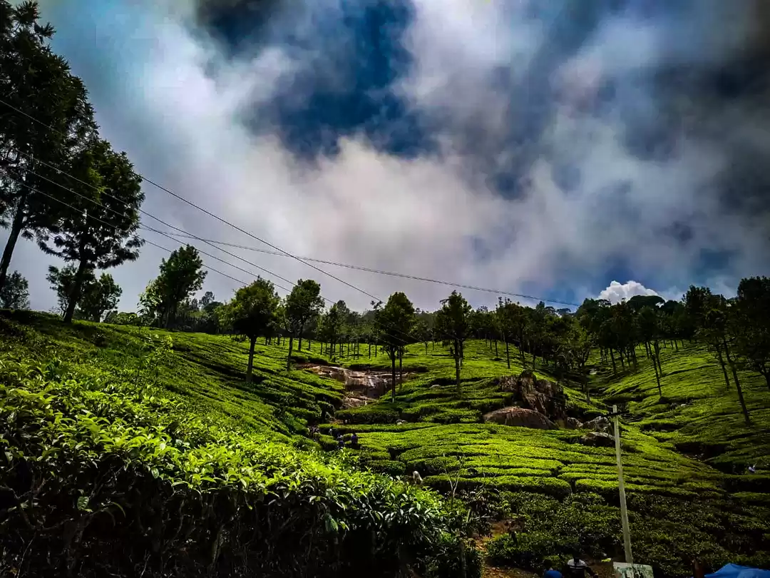 Photo of Traveling- it leaves