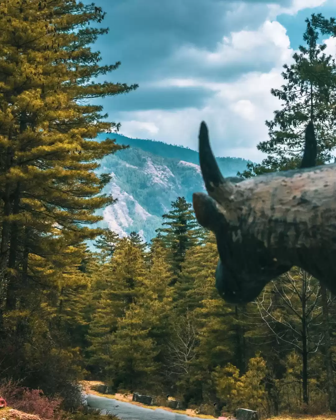 Photo of Alpine forests
