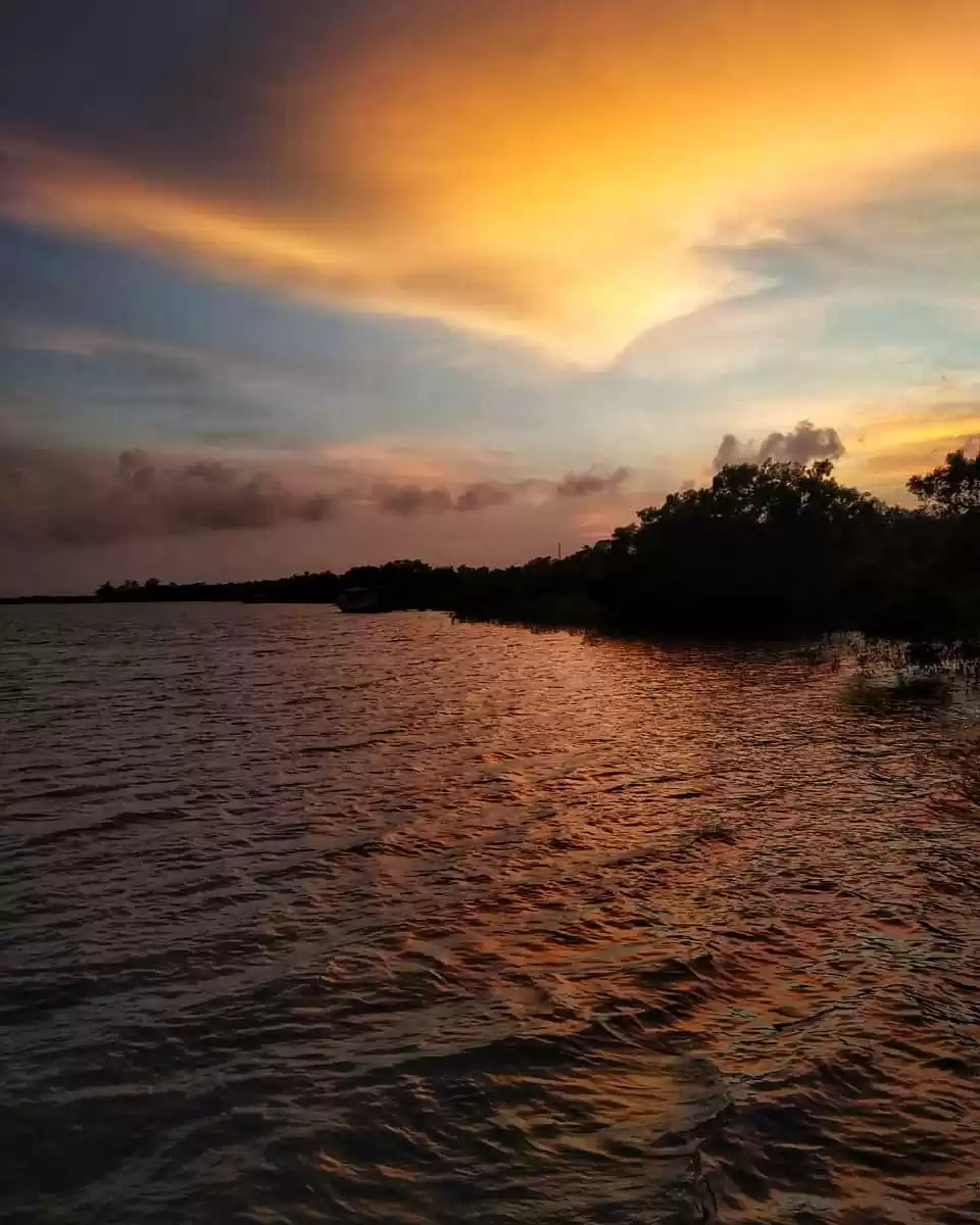 Photo of This mangrove forest
