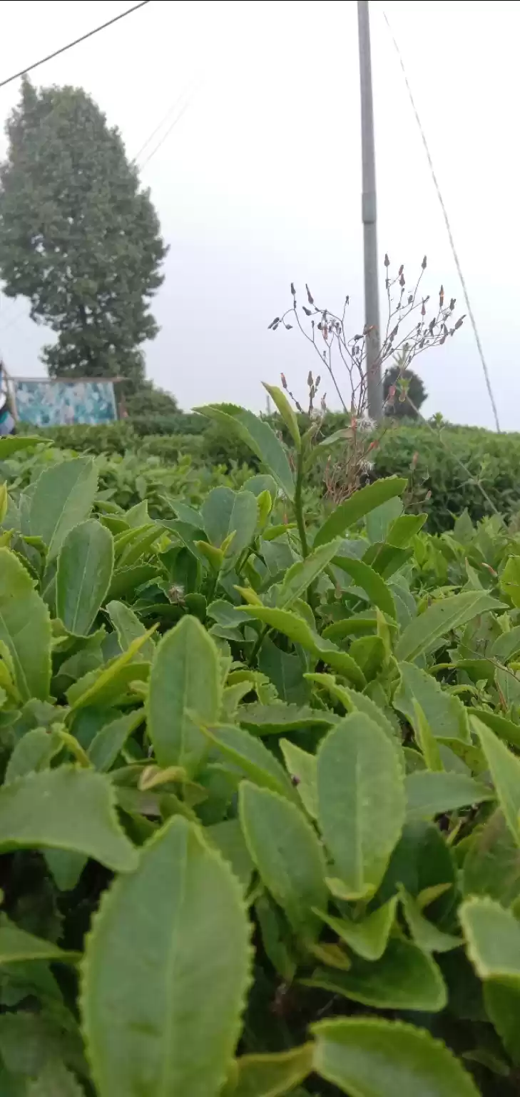 Photo of Darjeeling, with lov