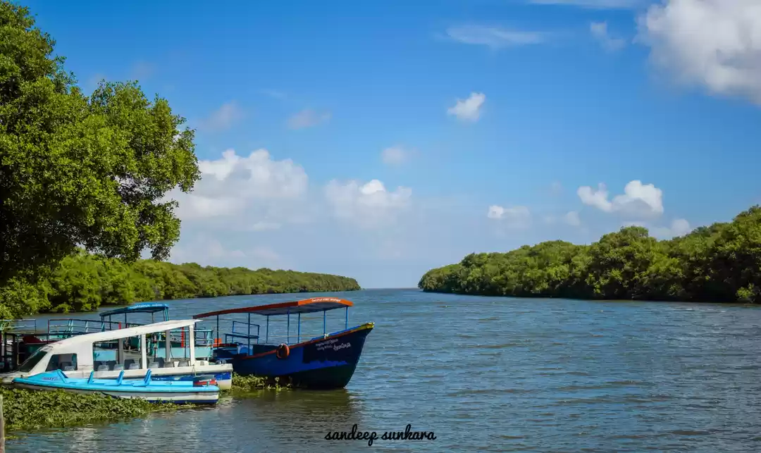 Photo of coringa wildlife san