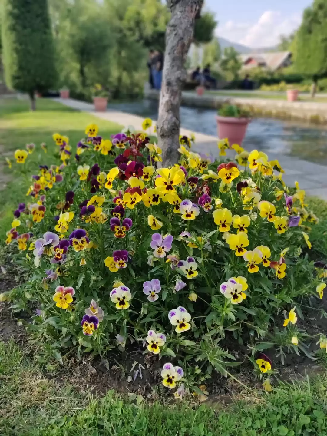 Photo of VERINAG SPRING, REAS