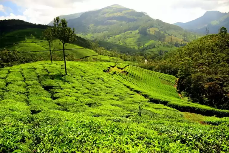 Photo of Munnar, Emerald Of K