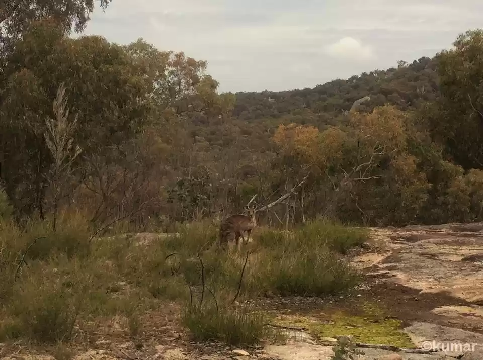 Photo of Camping at Giraween