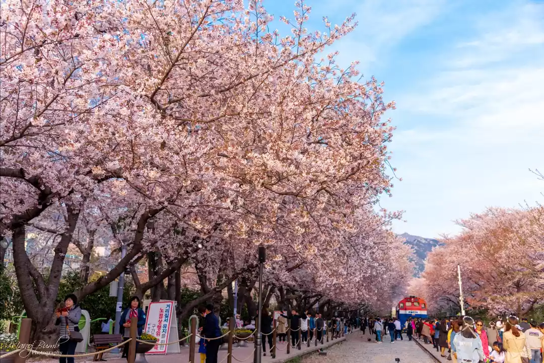 Photo of Cherry Blossom in Bu