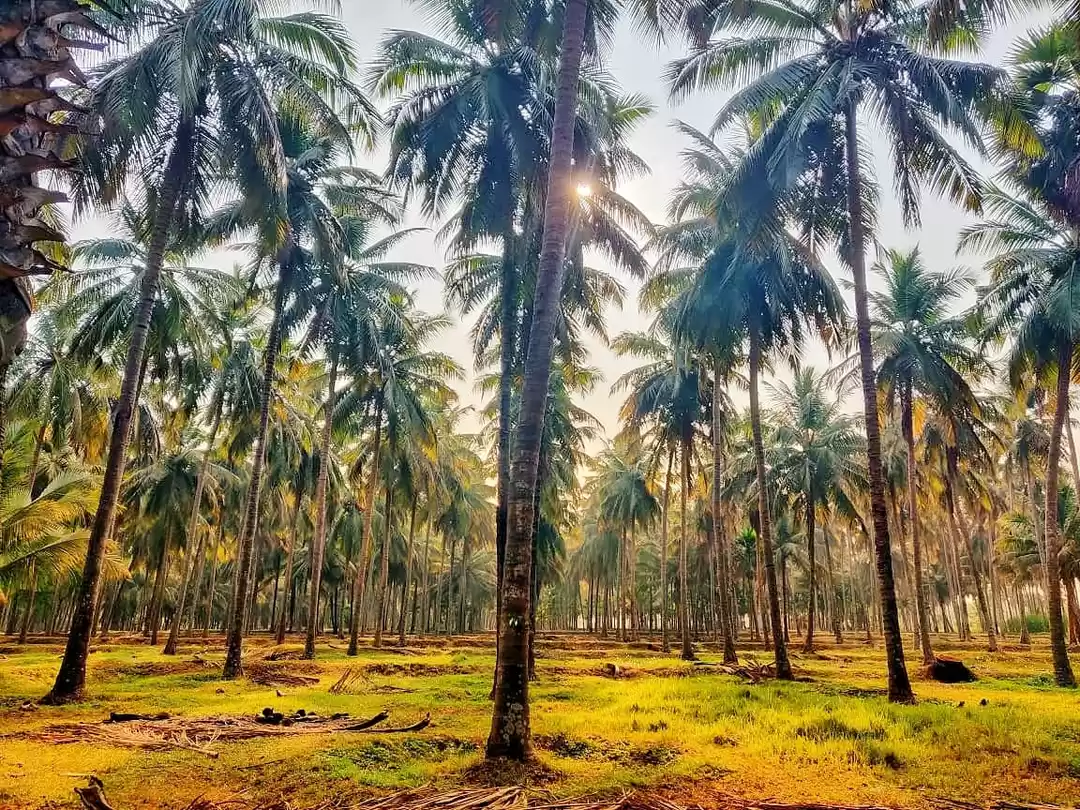 Photo of Pollachi- hidden gem