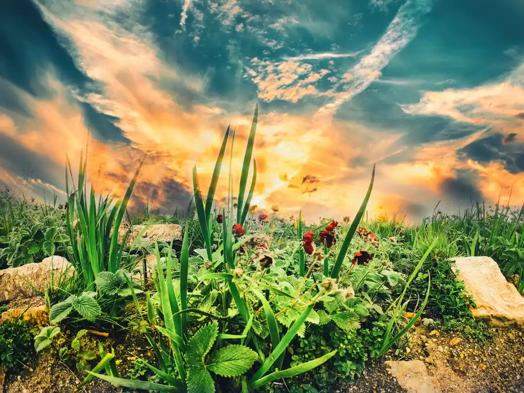 Photo of Flowers valley near 