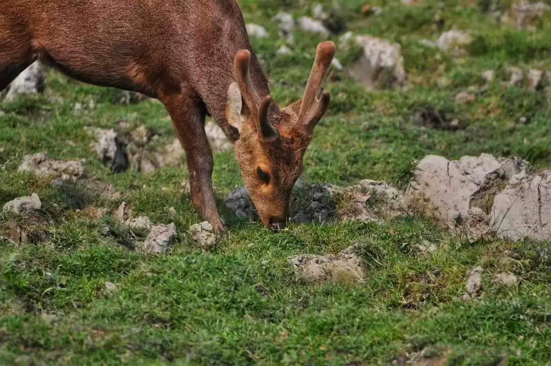 Photo of Kaziranga jeep safar
