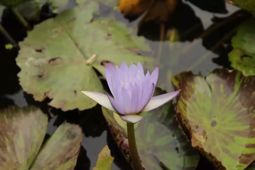 Photo of Baru Sahib: Where Tr