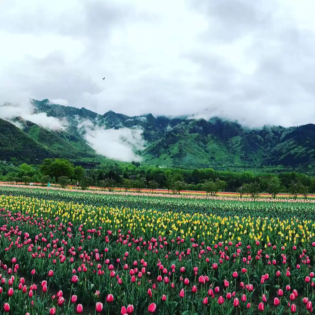 Photo of Kashmir Tulip Festiv