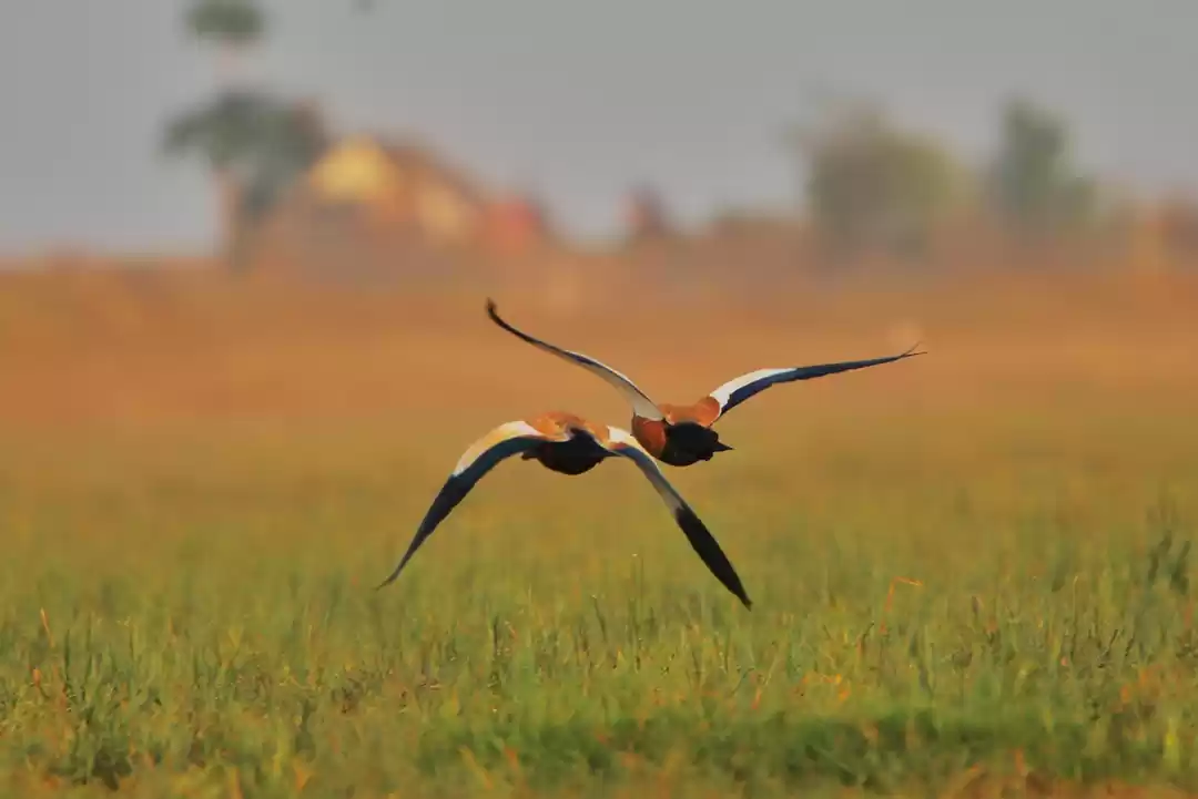 Photo of A birder's Paradise: