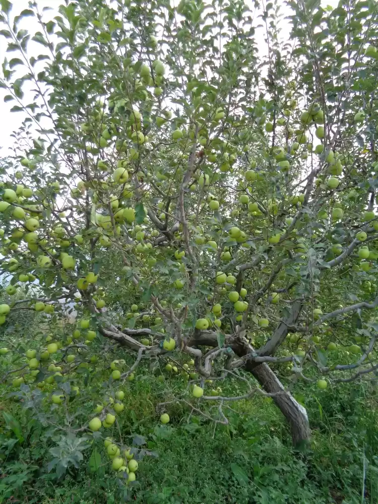 Photo of The Art of Climbing 
