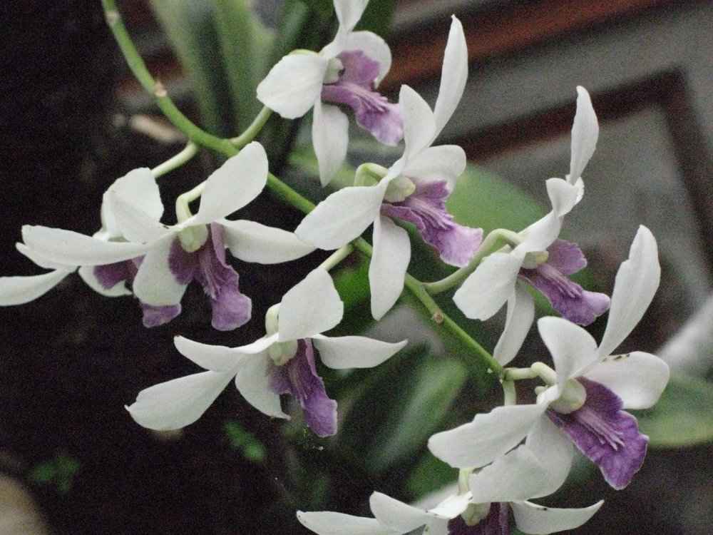 Photo of Museum Rudana, Bali, July 2008