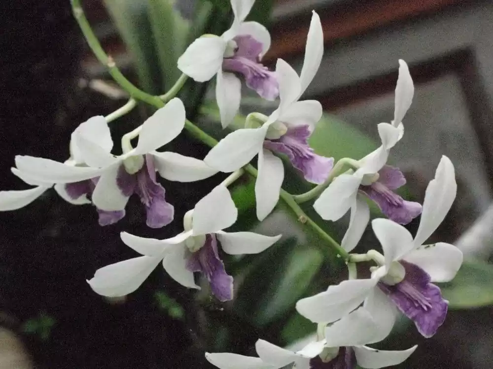 Photo of Museum Rudana, Bali,