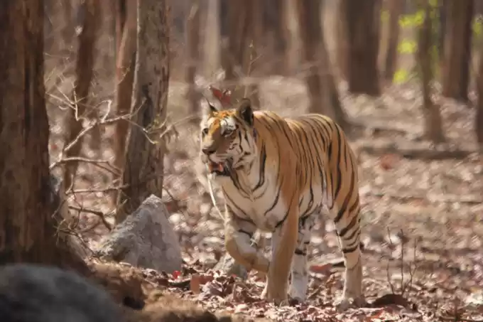 Photo of Pench, Collarwali an