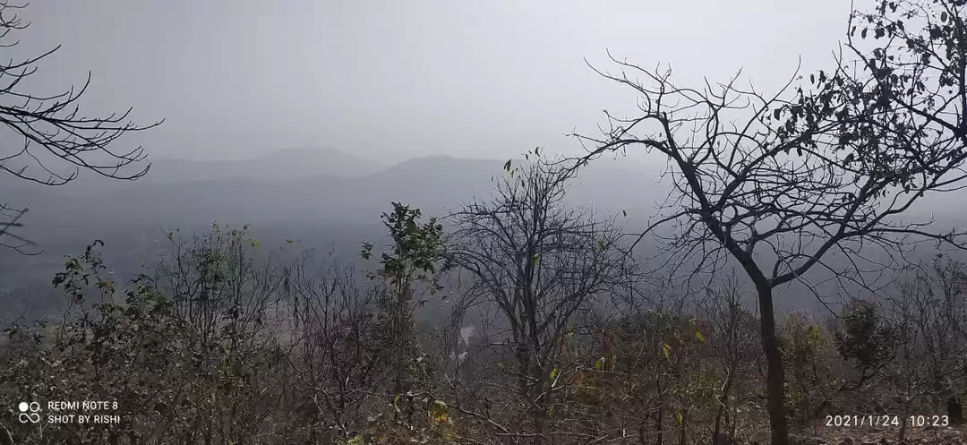 Photo of Polo Forest