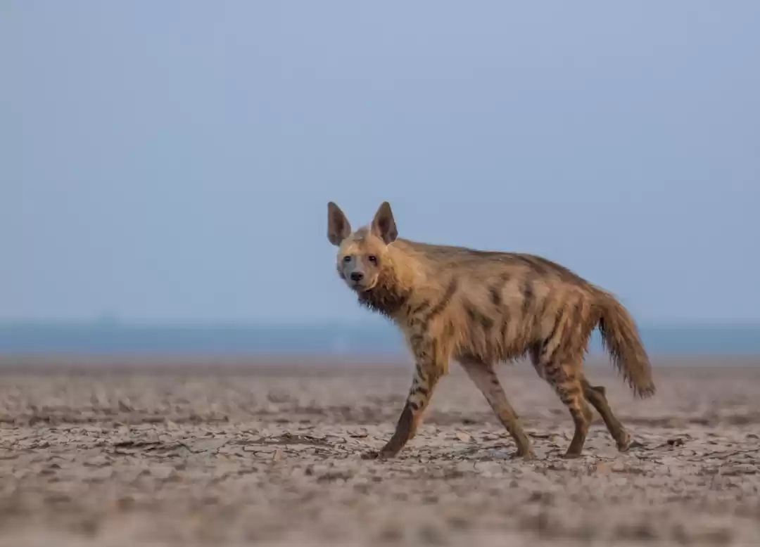 Photo of indian Striped Hyena