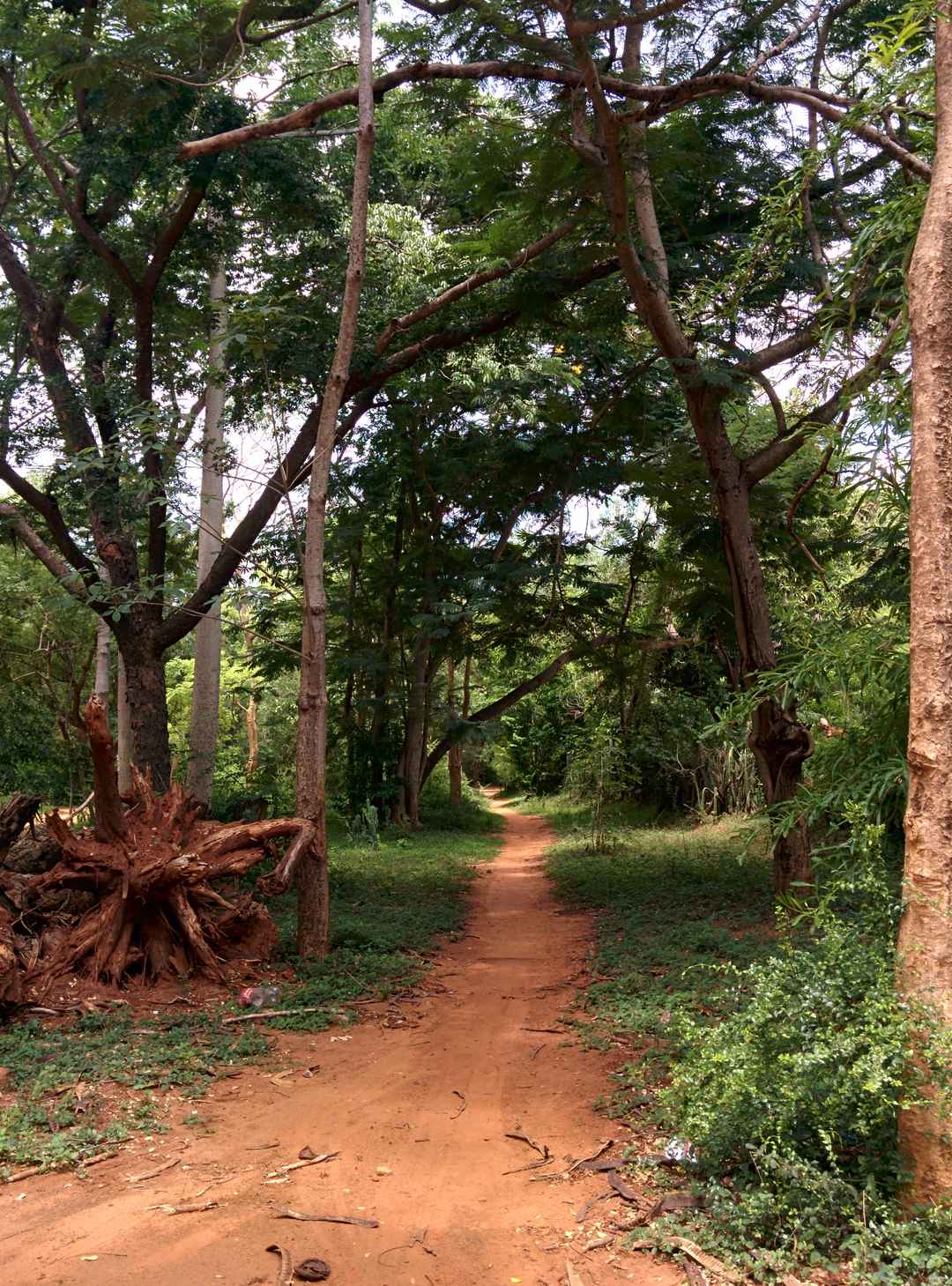 Photo of Discover Yourself in Auroville