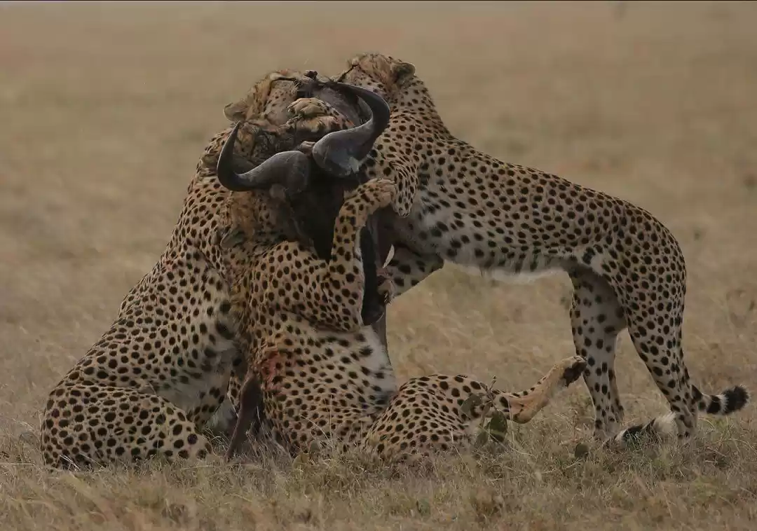 Photo of Brison Tour Safaris