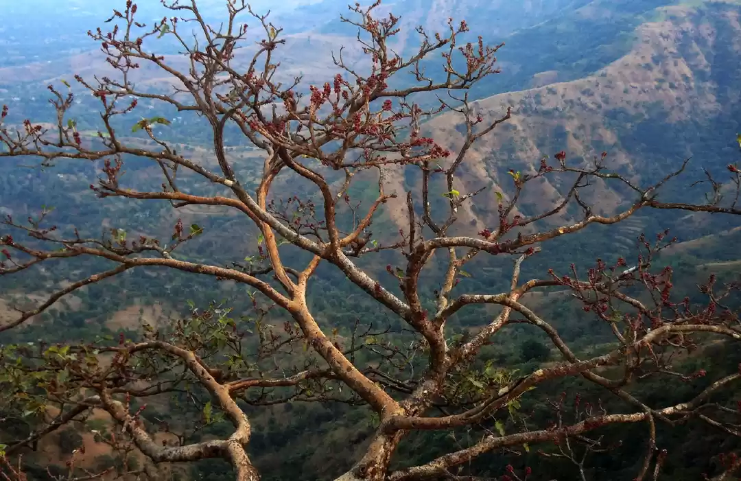 Photo of Mahabaleshwar: A gem