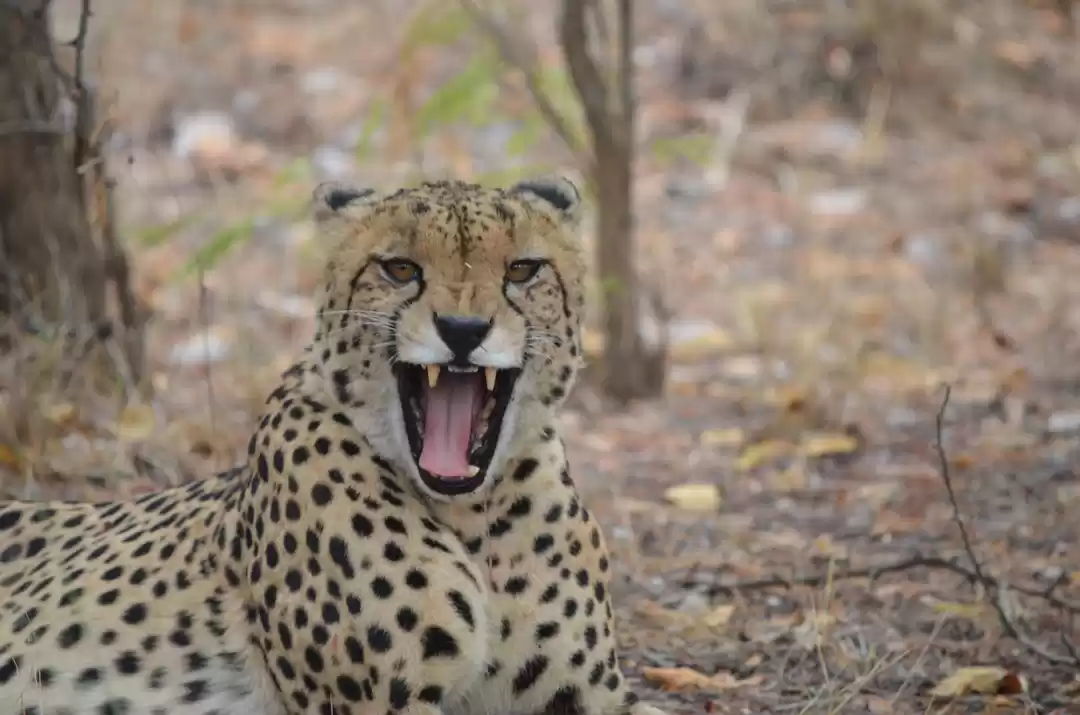 Photo of Into the Wilderness 