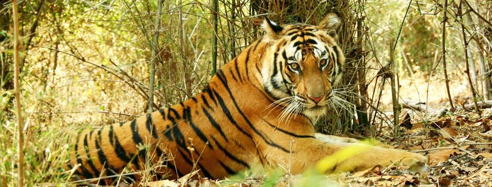 Photo of Wildlife of India ha