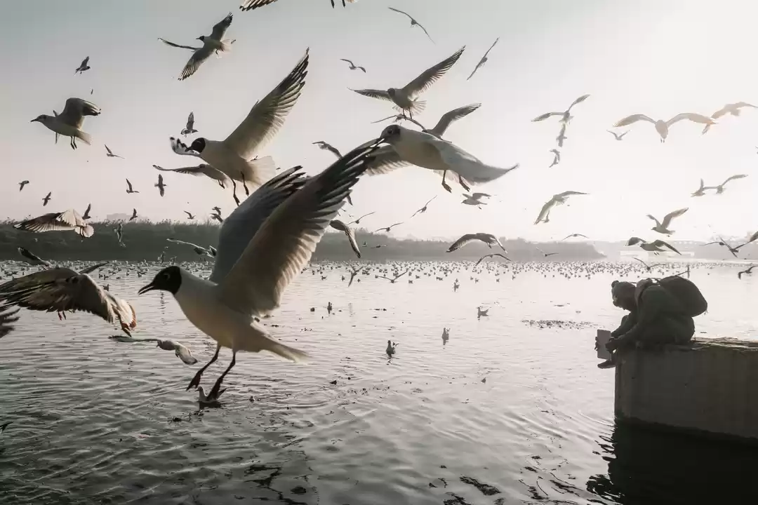 Photo of The birds society