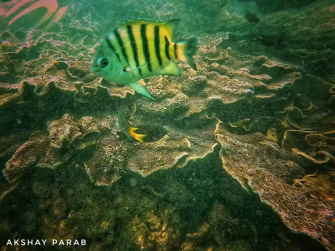Photo of Scuba dive with wat