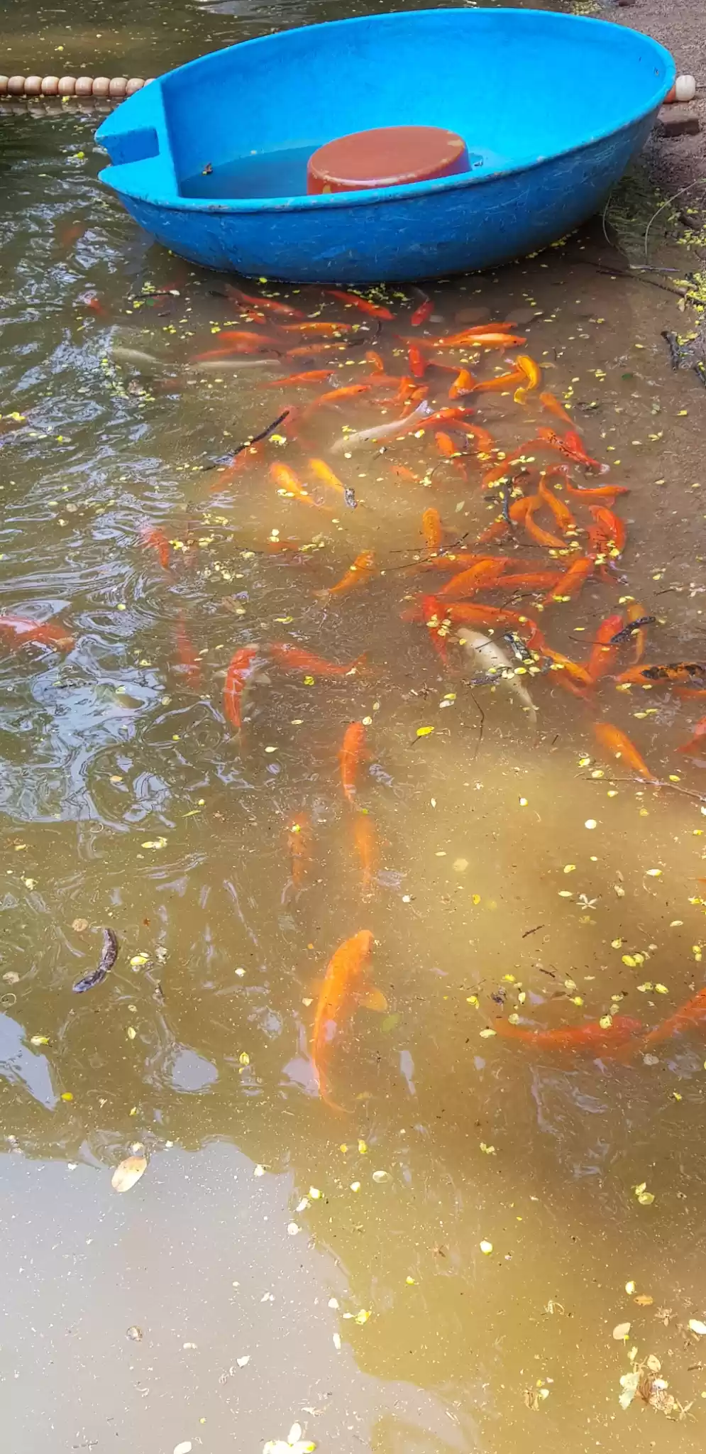 Photo of Thenmala Ecotourism 