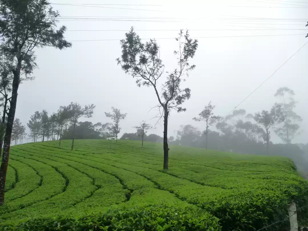 Photo of Monsoon in Munnar