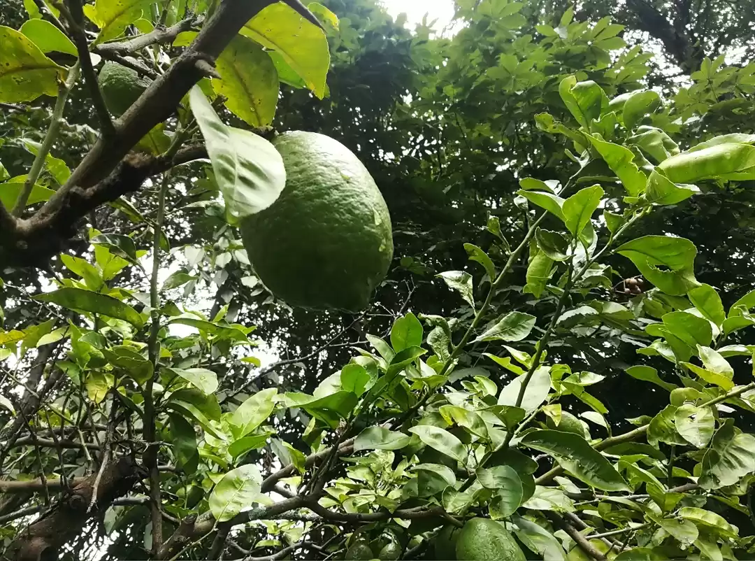 Photo of Fruits| Flowers| Pla
