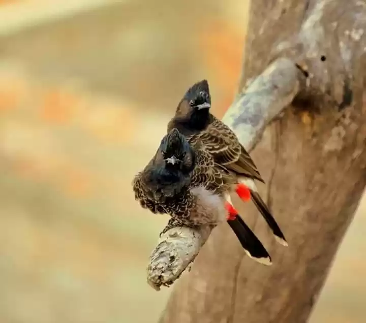 Photo of Bird-watching: Dooar