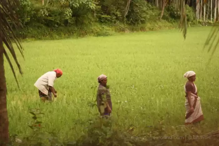 Photo of Of Paddy Fields, Bug