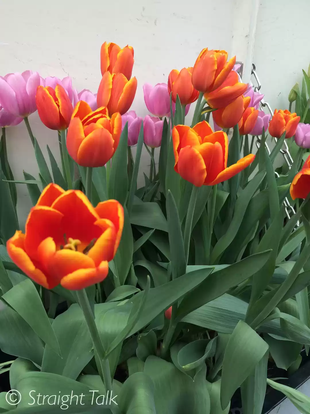 Photo of Day 1 - In Amsterdam