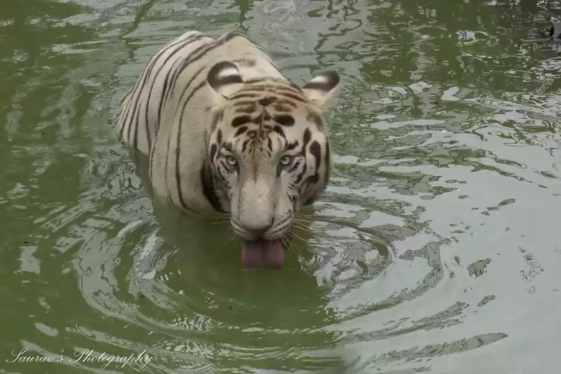 Photo of नंदन कानन: सफेद बाघ