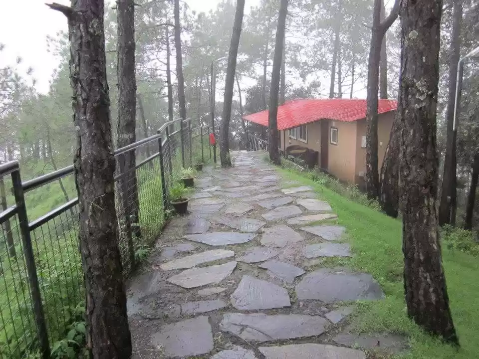 Photo of A Trip in the Woods 