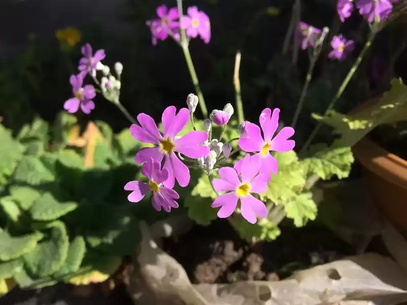 Photo of Ridge Park and Flowe