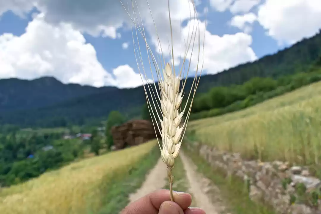 Photo of Devbhoomi Himachal