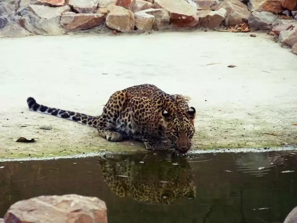 Photo of Jhalana- Leopard Saf